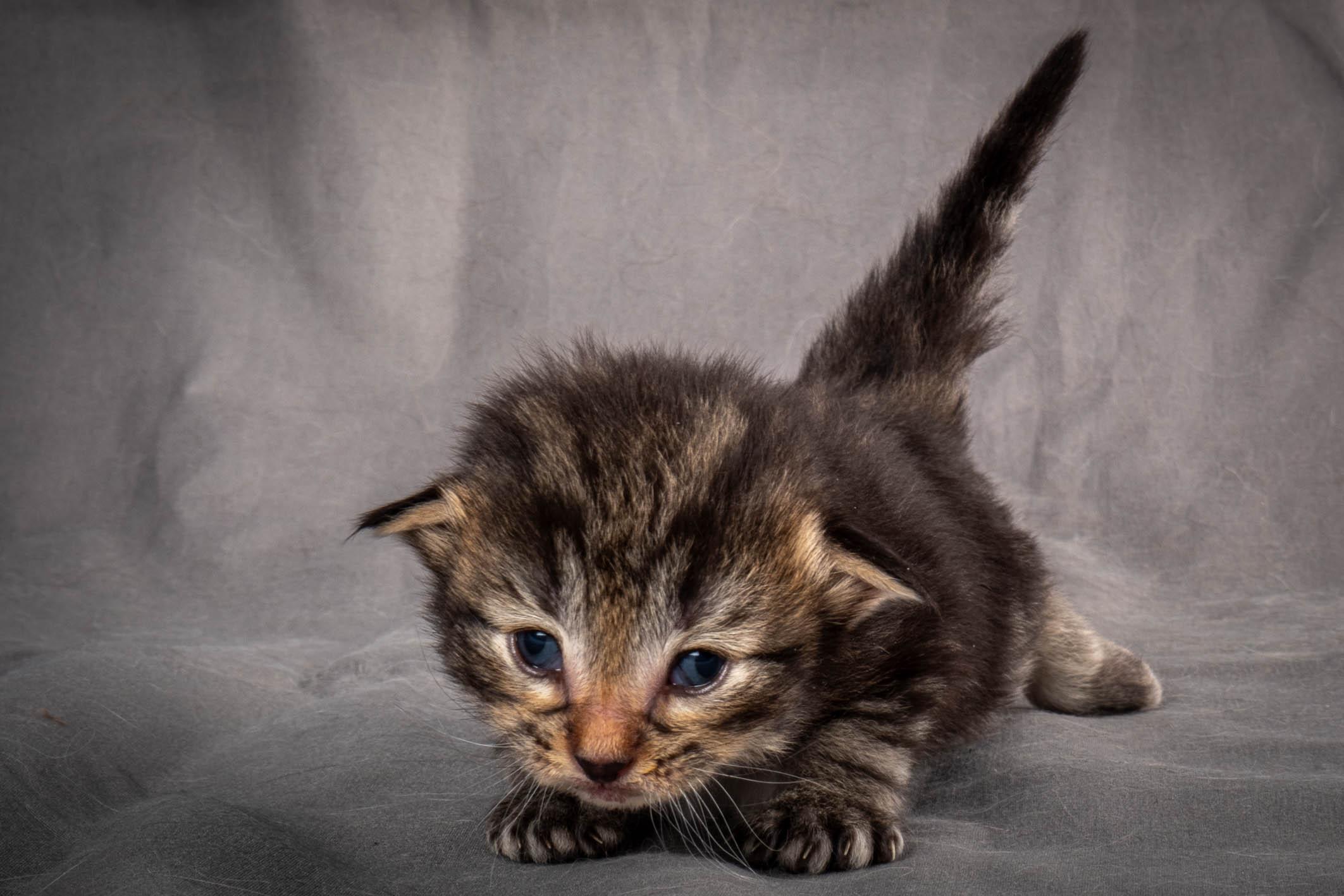 (N)Migoto's August, NFO a (09) 22