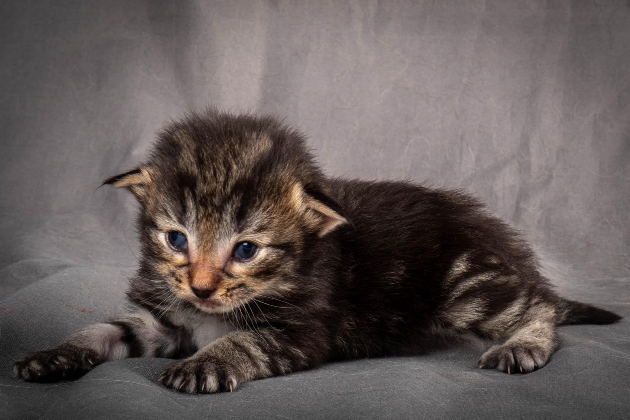 (N)Migoto's August, NFO a (09) 22