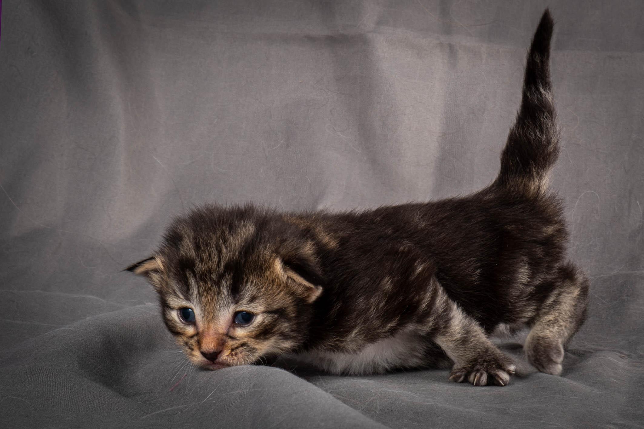 (N)Migoto's August, NFO a (09) 22