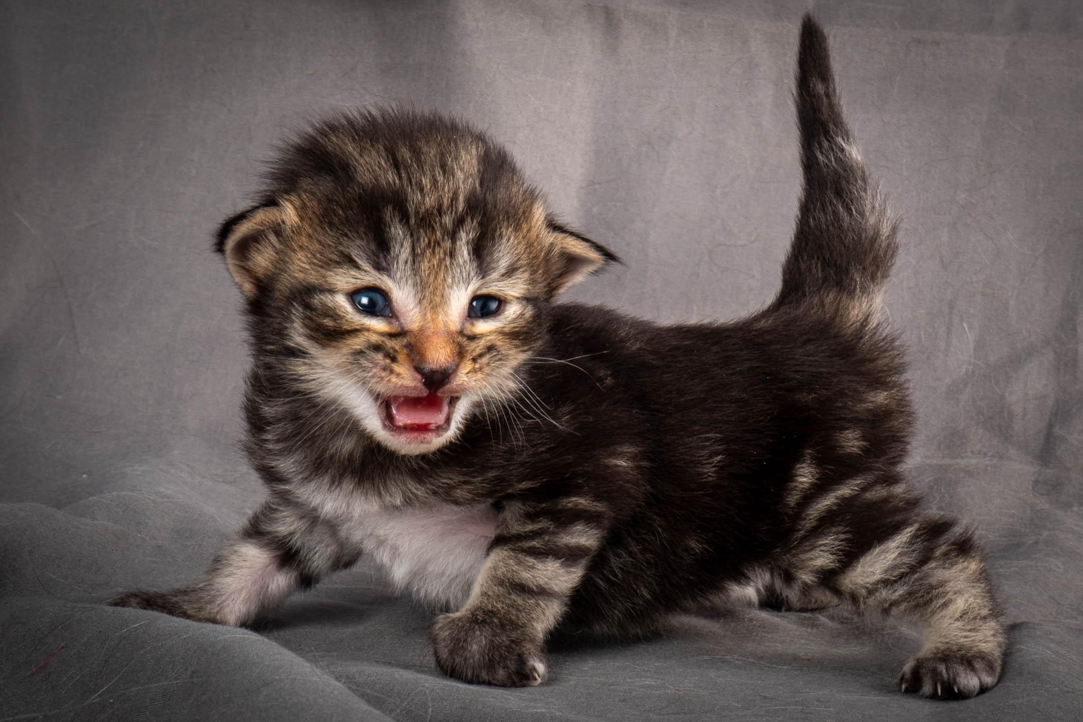 (N)Migoto's August, NFO a (09) 22