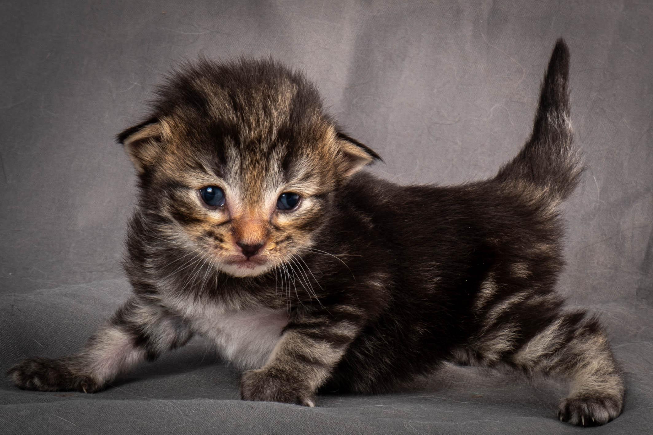 (N)Migoto's August, NFO a (09) 22