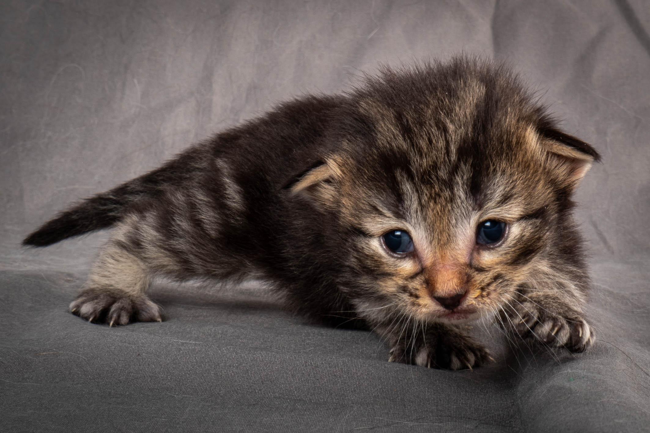 (N)Migoto's August, NFO a (09) 22