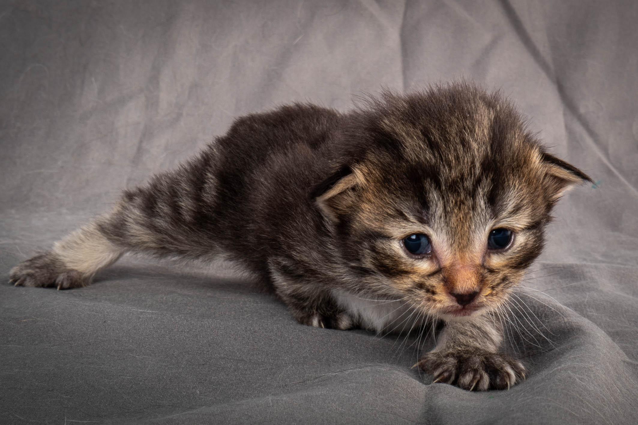 (N)Migoto's August, NFO a (09) 22