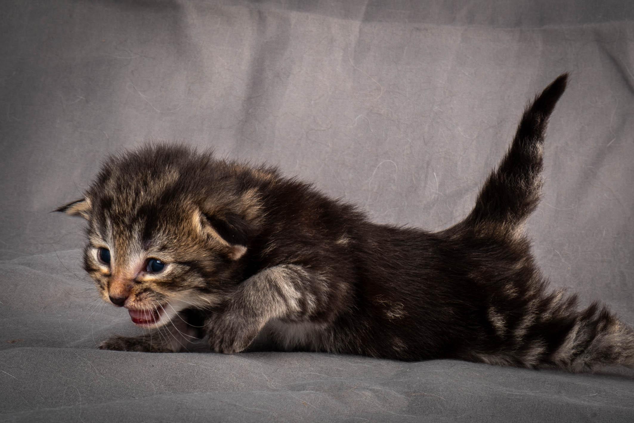 (N)Migoto's August, NFO a (09) 22