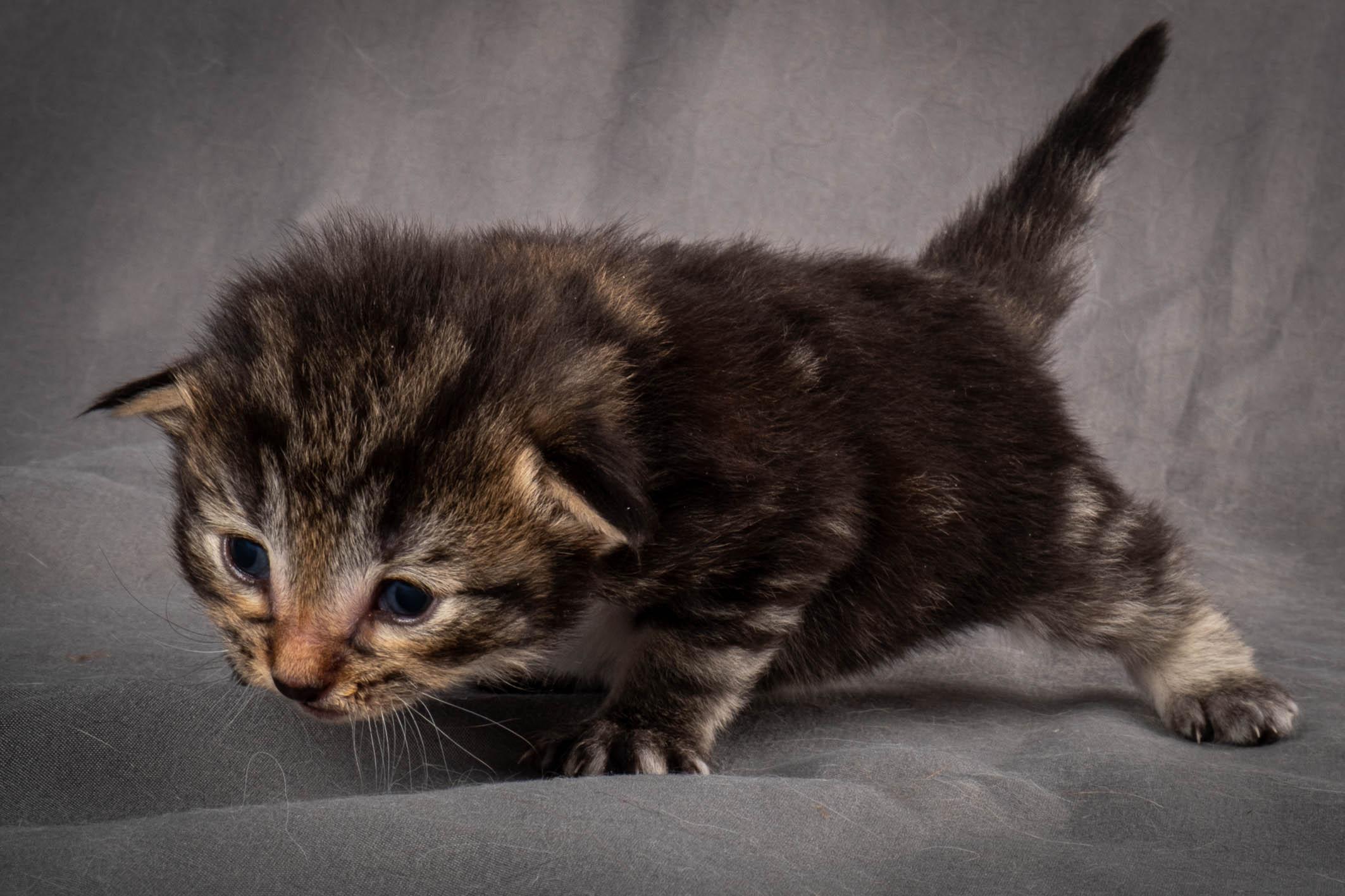 (N)Migoto's August, NFO a (09) 22