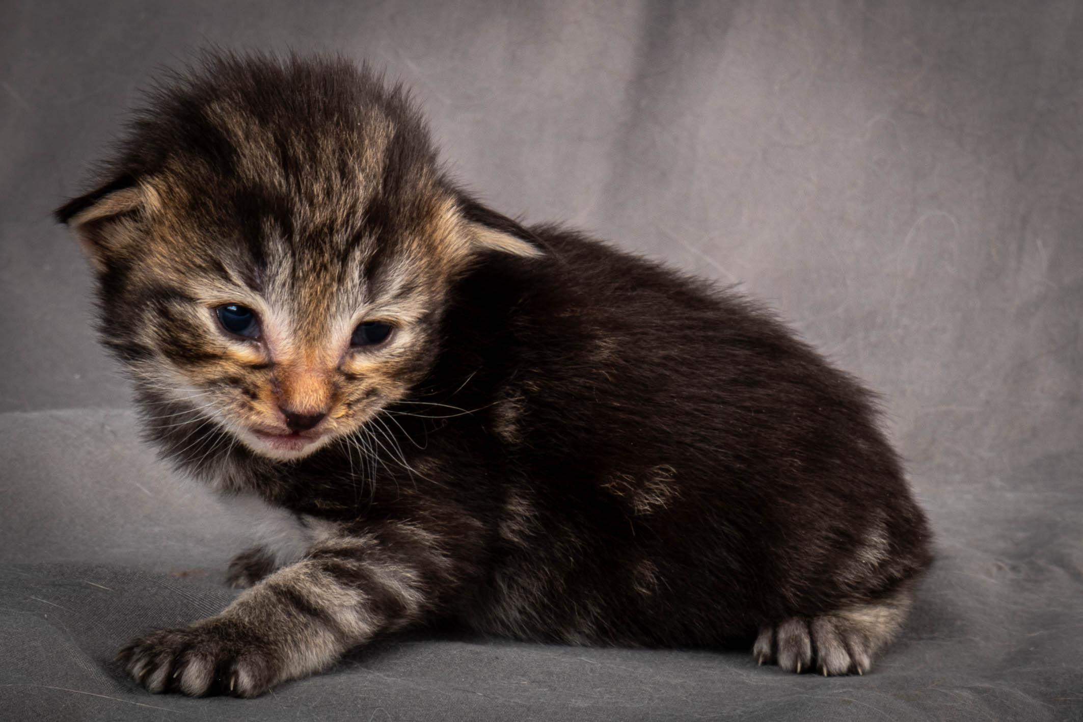 (N)Migoto's August, NFO a (09) 22