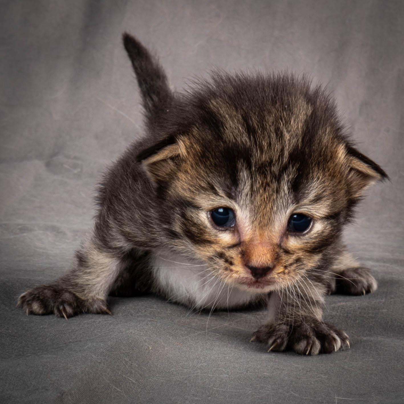 (N)Migoto's August, NFO a (09) 22