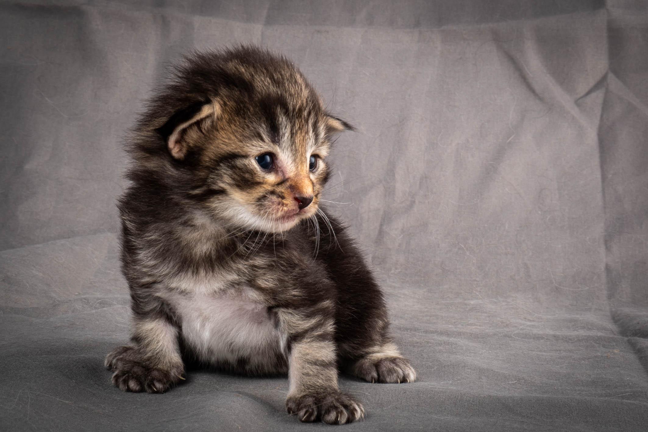 (N)Migoto's August, NFO a (09) 22