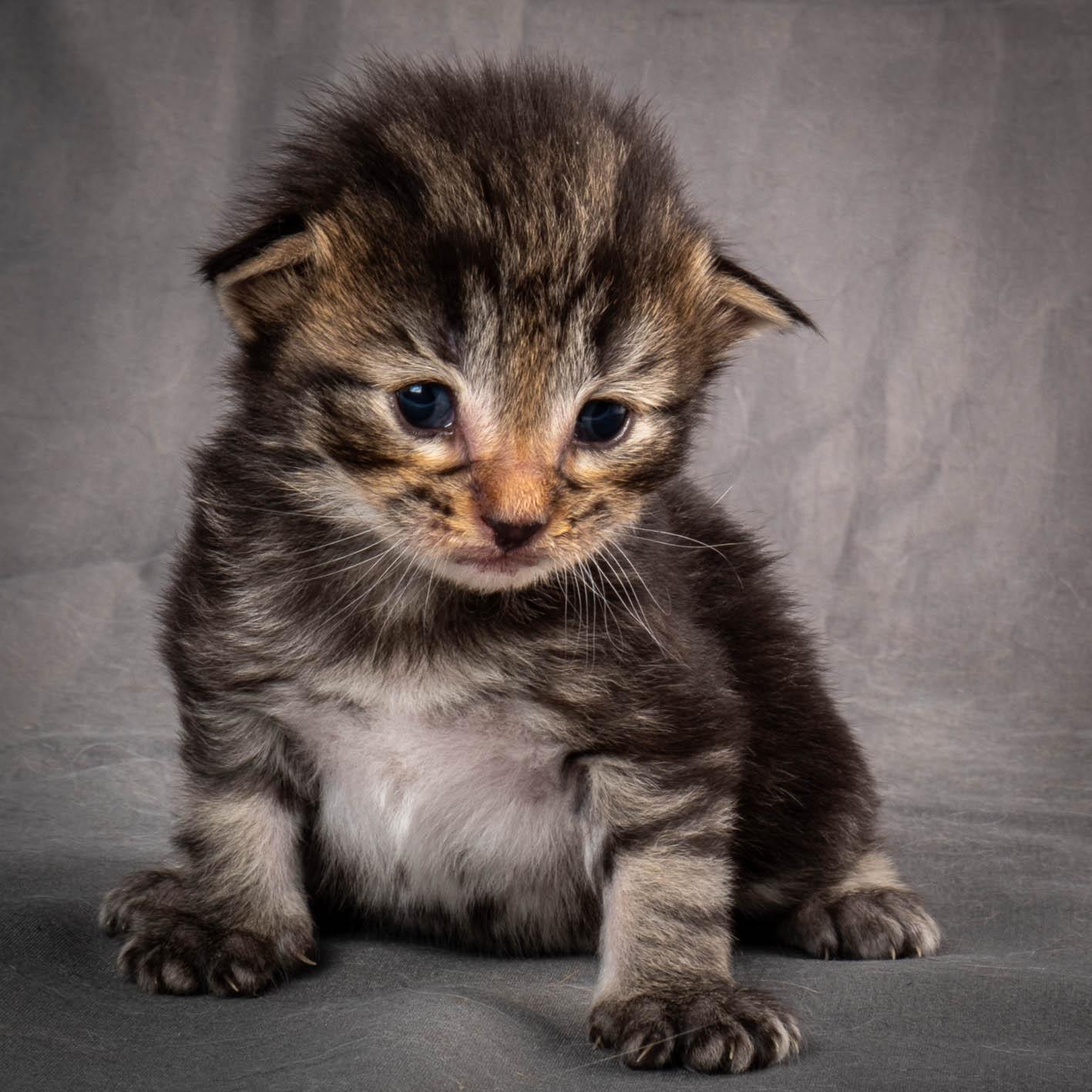 (N)Migoto's August, NFO a (09) 22