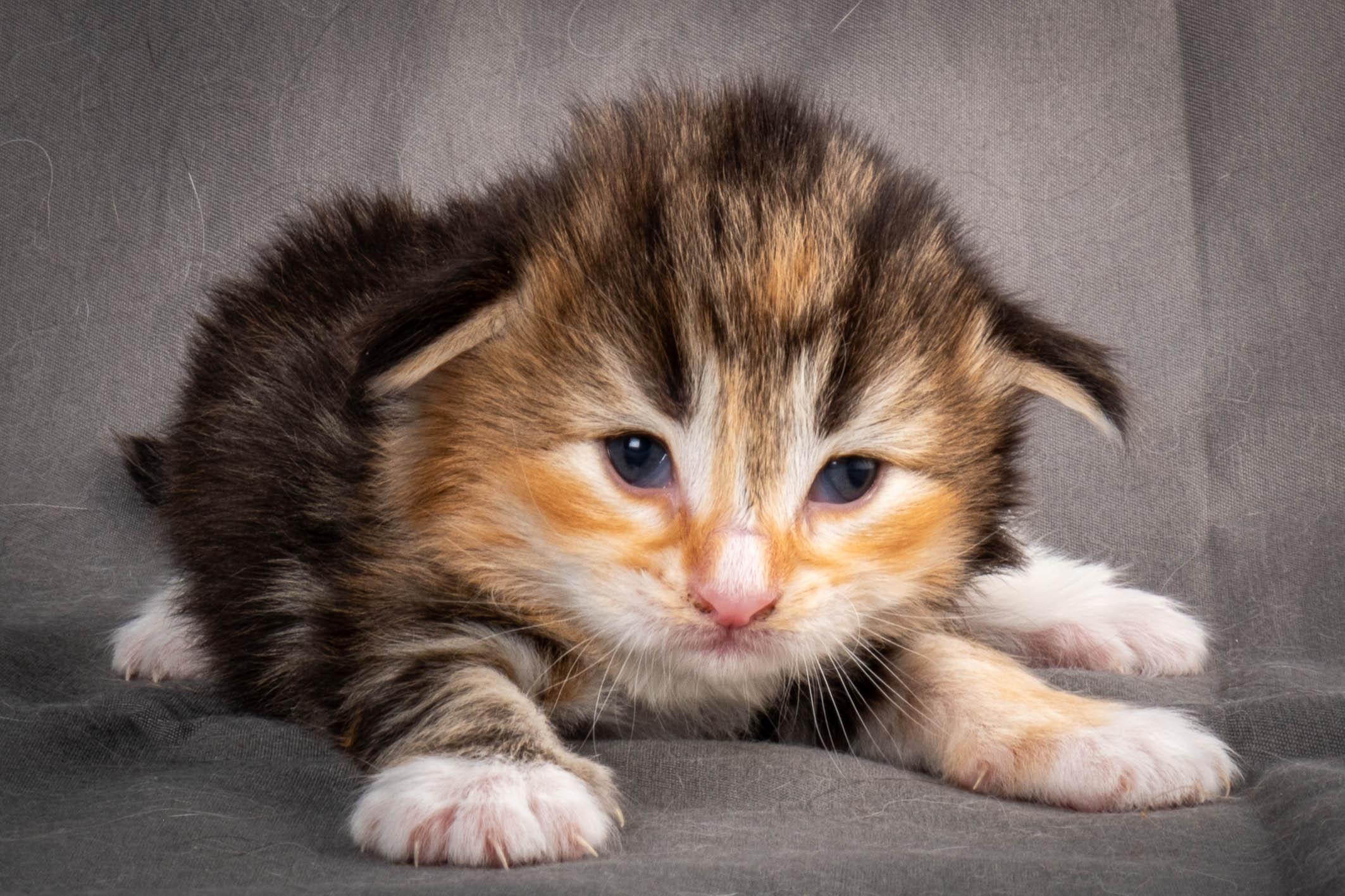 (N)Migoto's Alva, NFO f 09 22