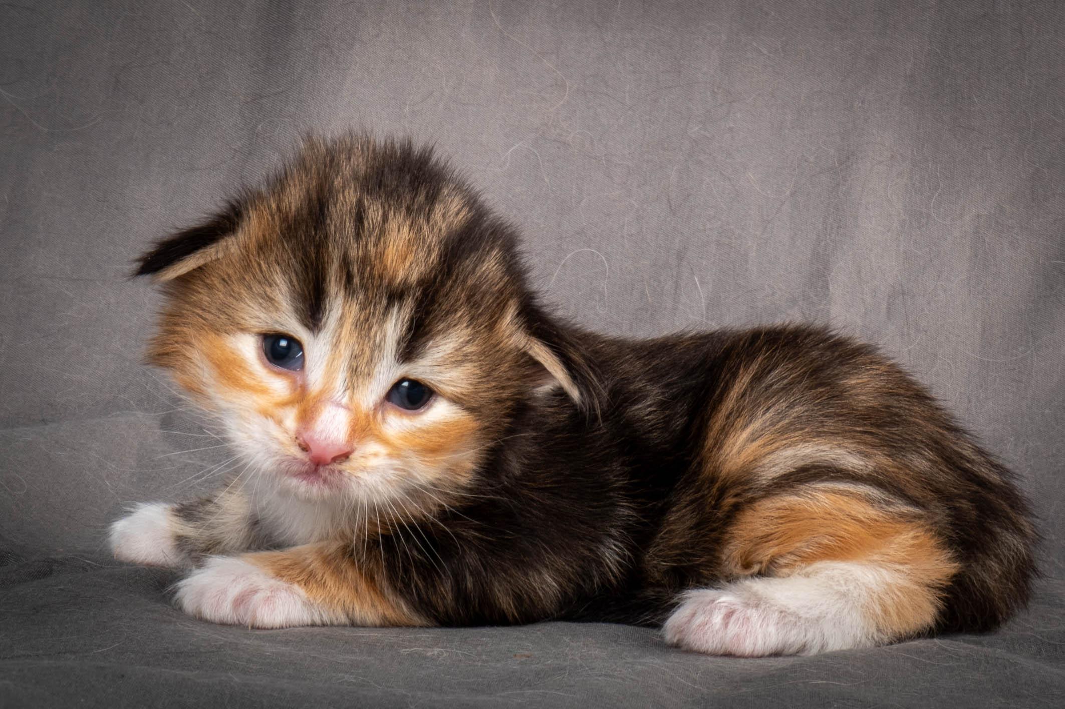 (N)Migoto's Alva, NFO f 09 22