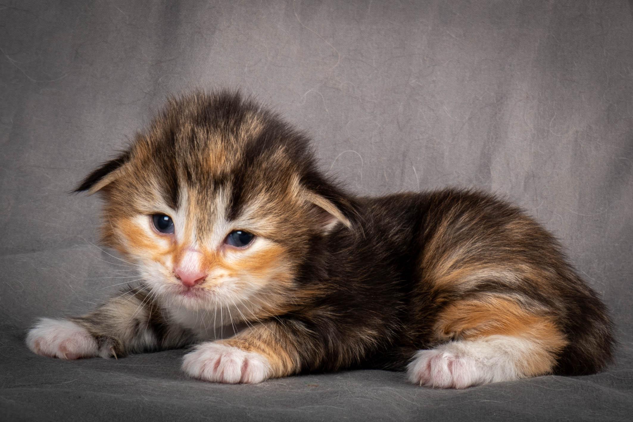 (N)Migoto's Alva, NFO f 09 22