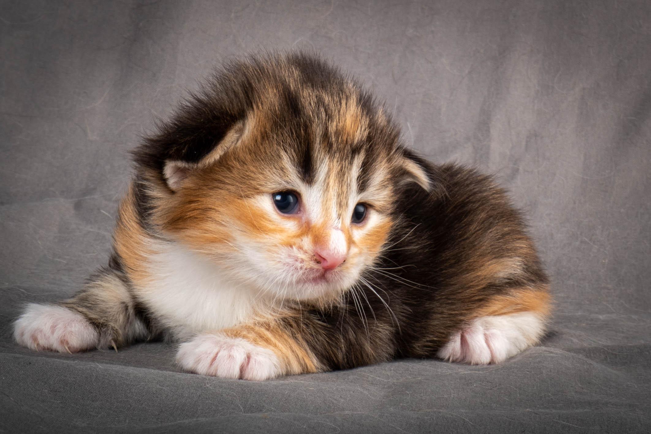 (N)Migoto's Alva, NFO f 09 22