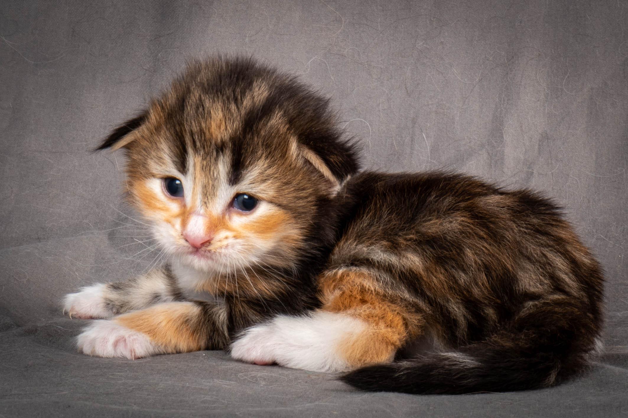 (N)Migoto's Alva, NFO f 09 22