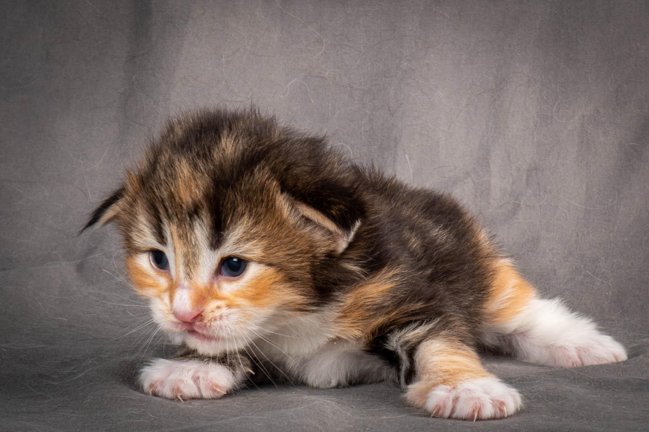 (N)Migoto's Alva, NFO f 09 22