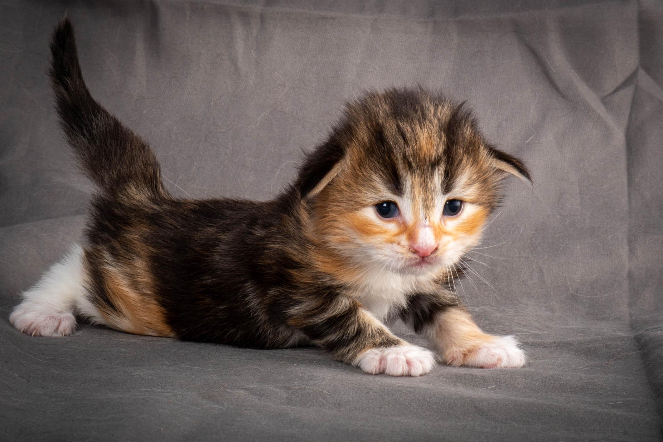 (N)Migoto's Alva, NFO f 09 22