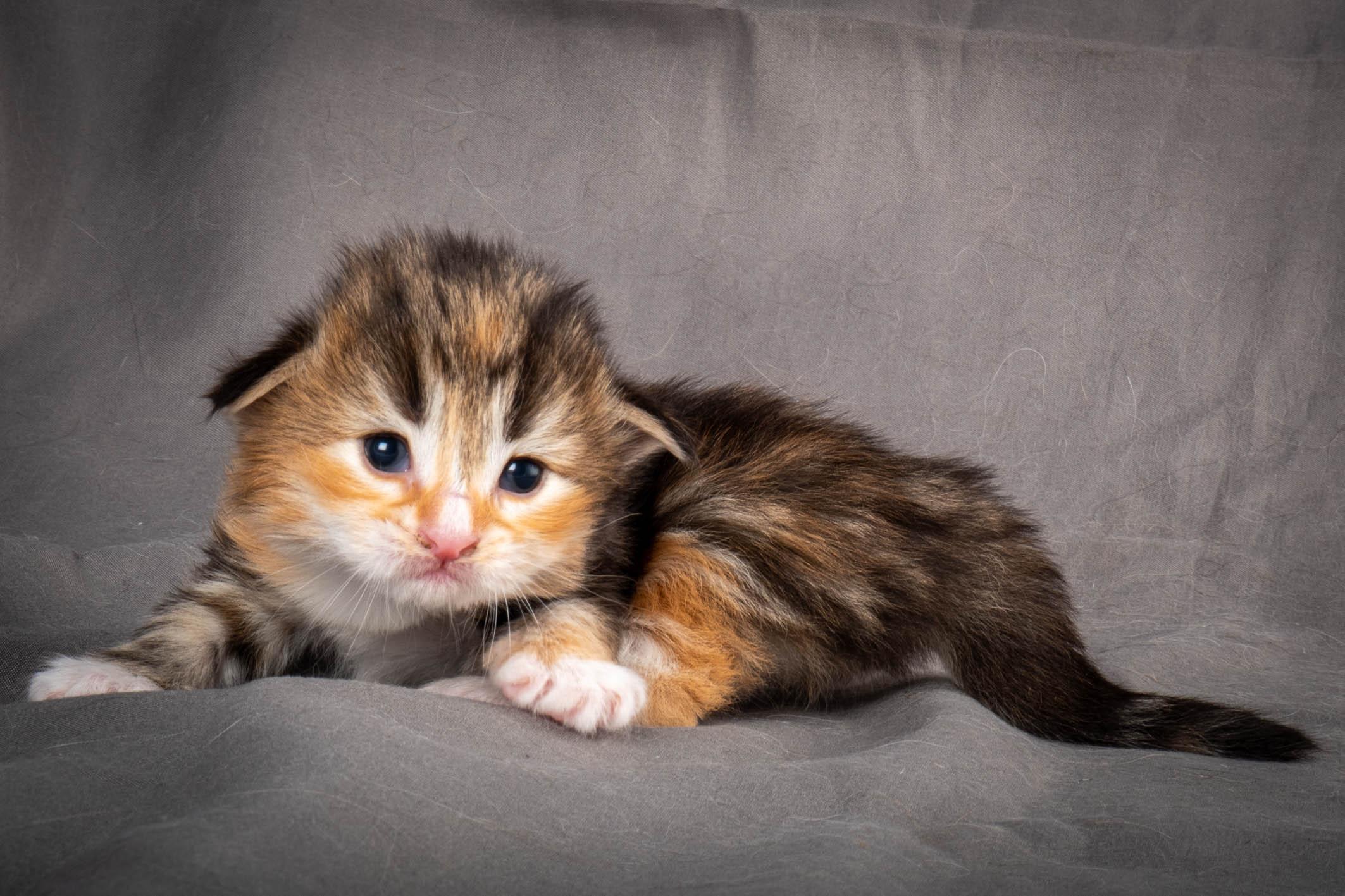 (N)Migoto's Alva, NFO f 09 22