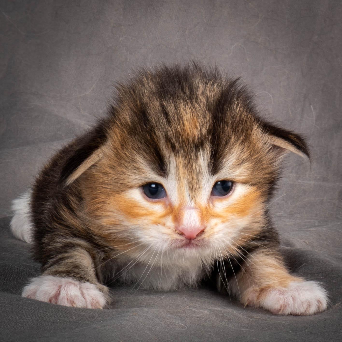 (N)Migoto's Alva, NFO f 09 22