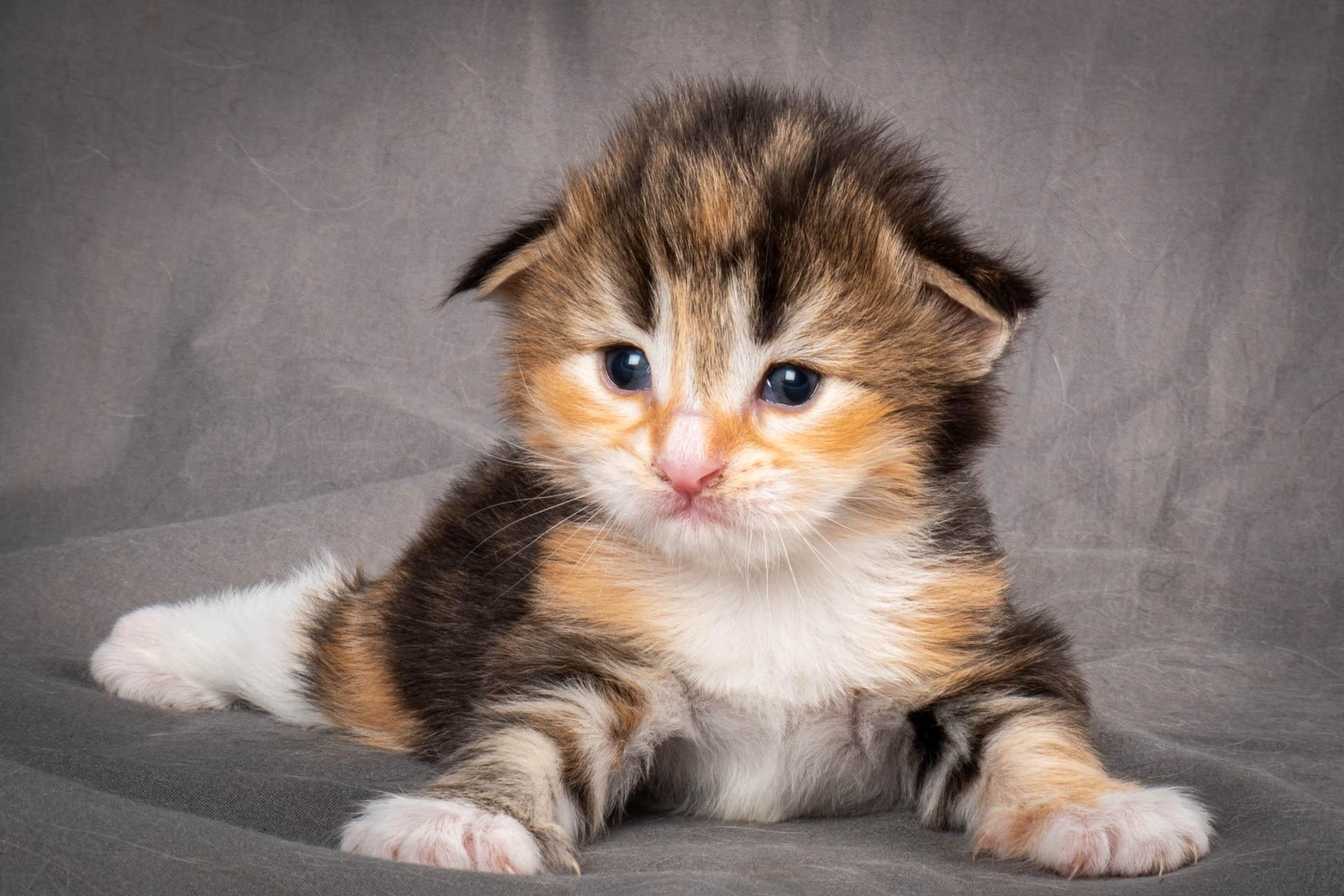 (N)Migoto's Alva, NFO f 09 22