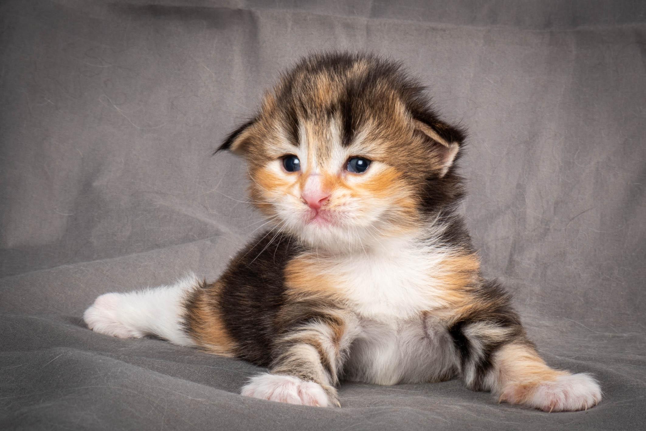 (N)Migoto's Alva, NFO f 09 22