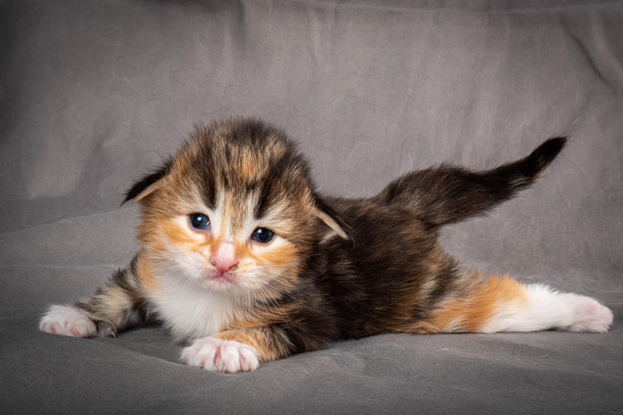 (N)Migoto's Alva, NFO f 09 22