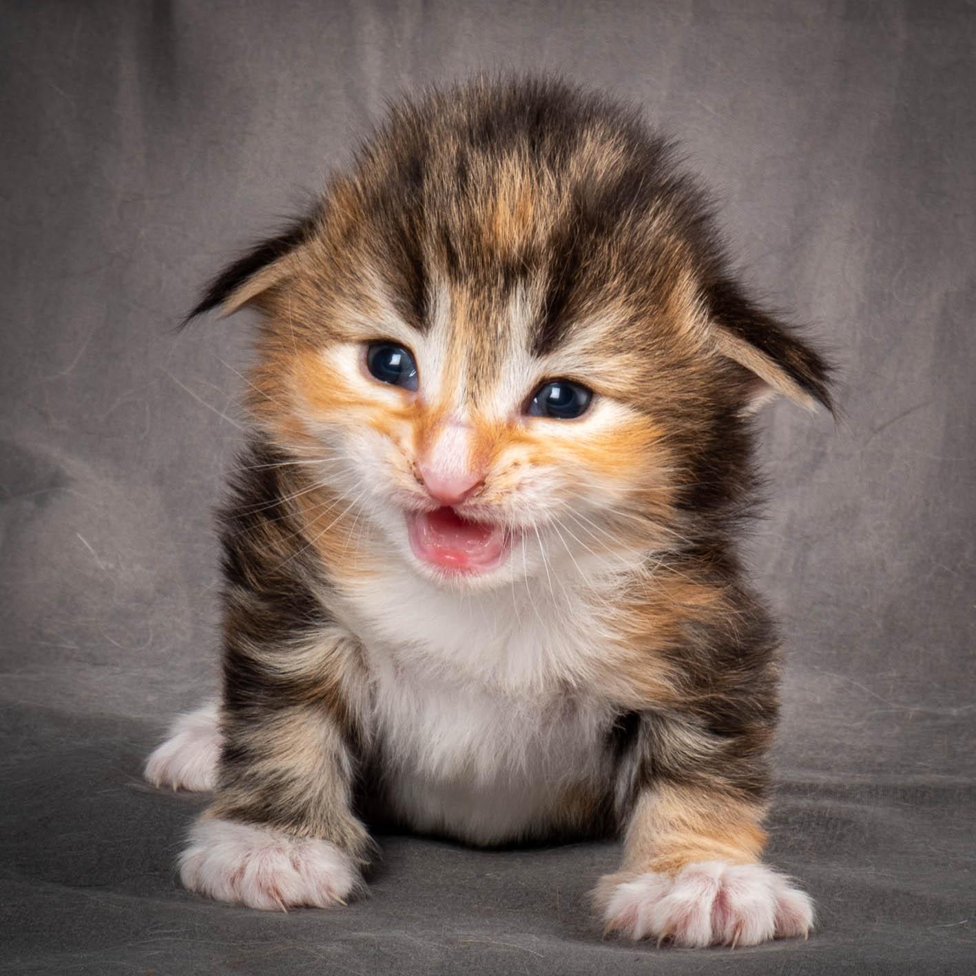 (N)Migoto's Alva, NFO f 09 22