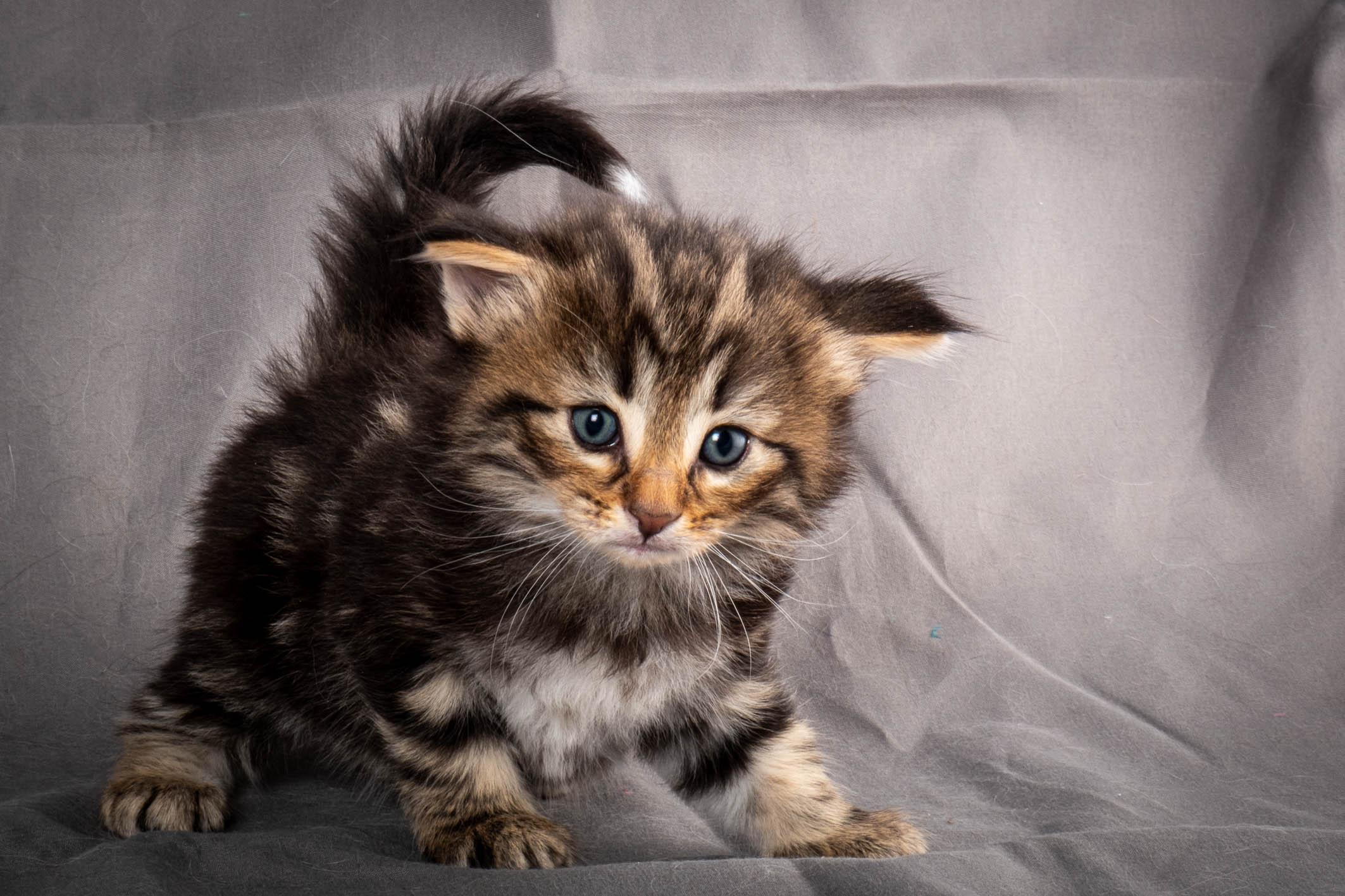 (N)Migoto's Anton, NFO n 22