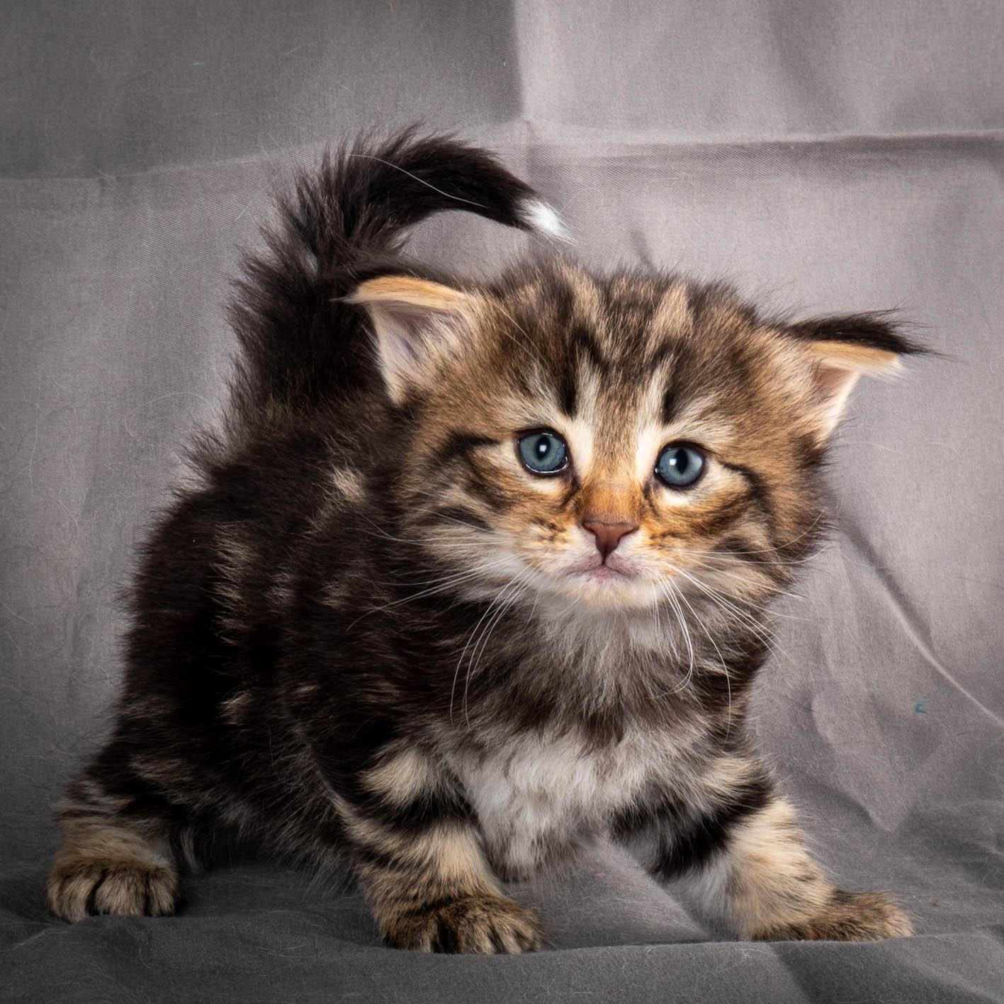 (N)Migoto's Anton, NFO n 22