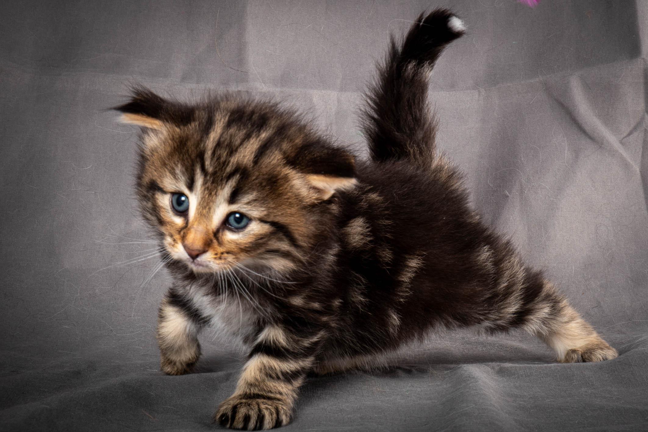 (N)Migoto's Anton, NFO n 22