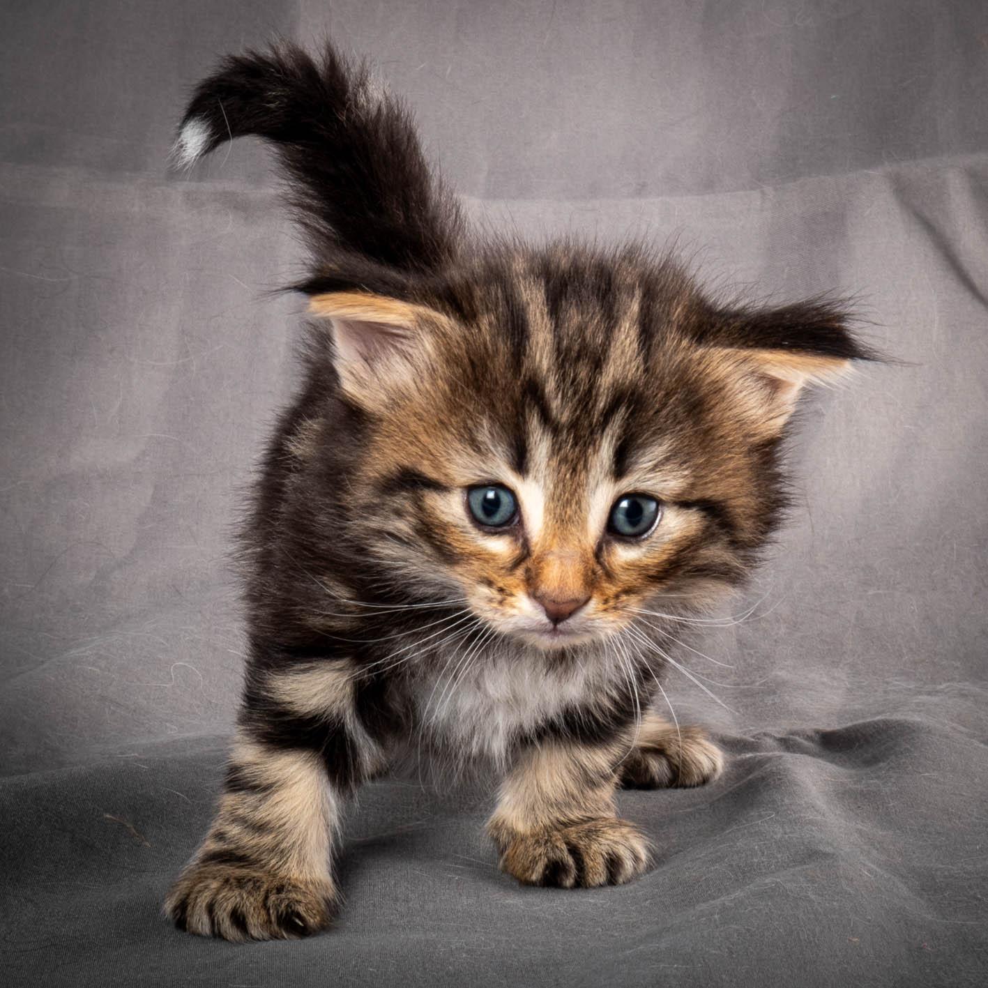 (N)Migoto's Anton, NFO n 22