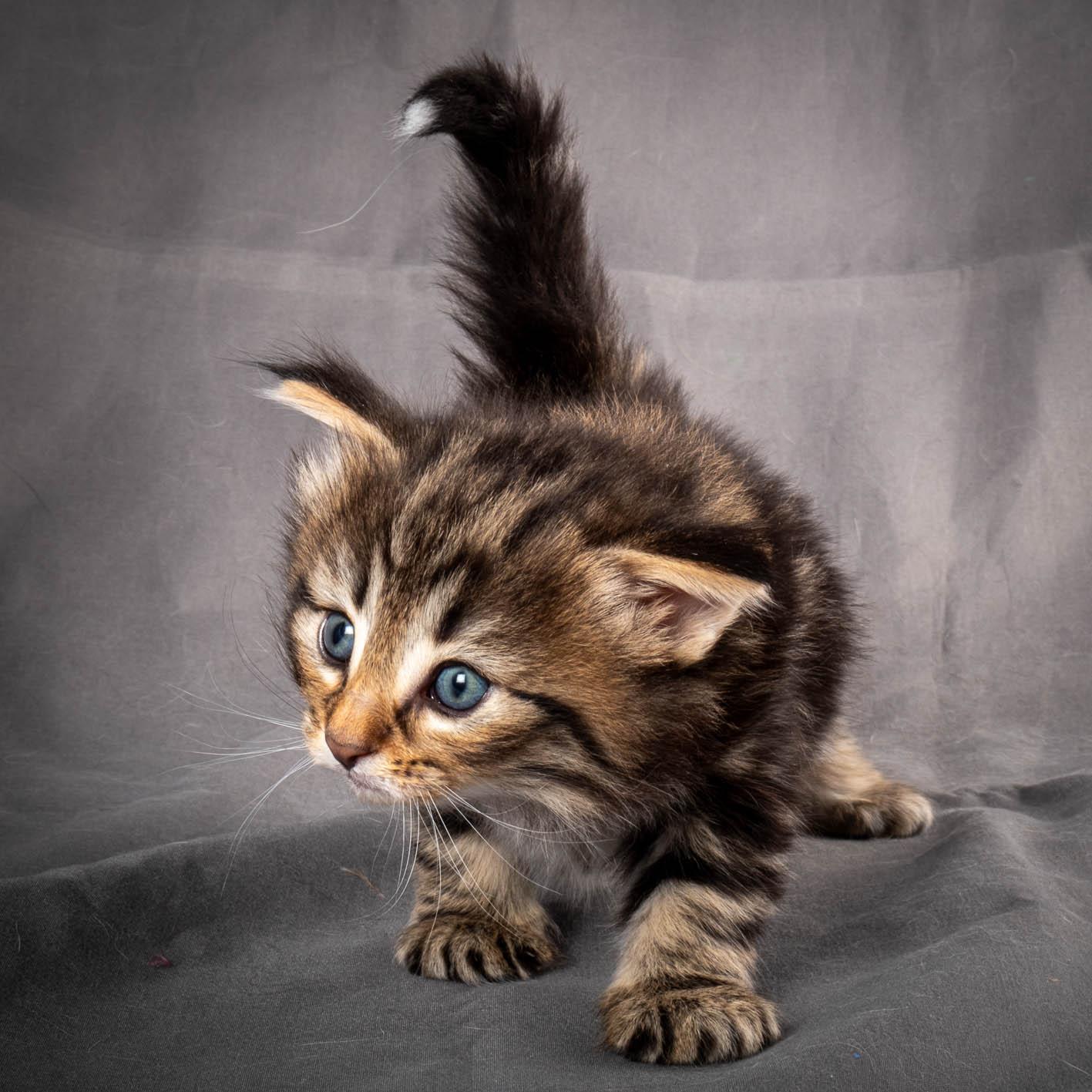 (N)Migoto's Anton, NFO n 22