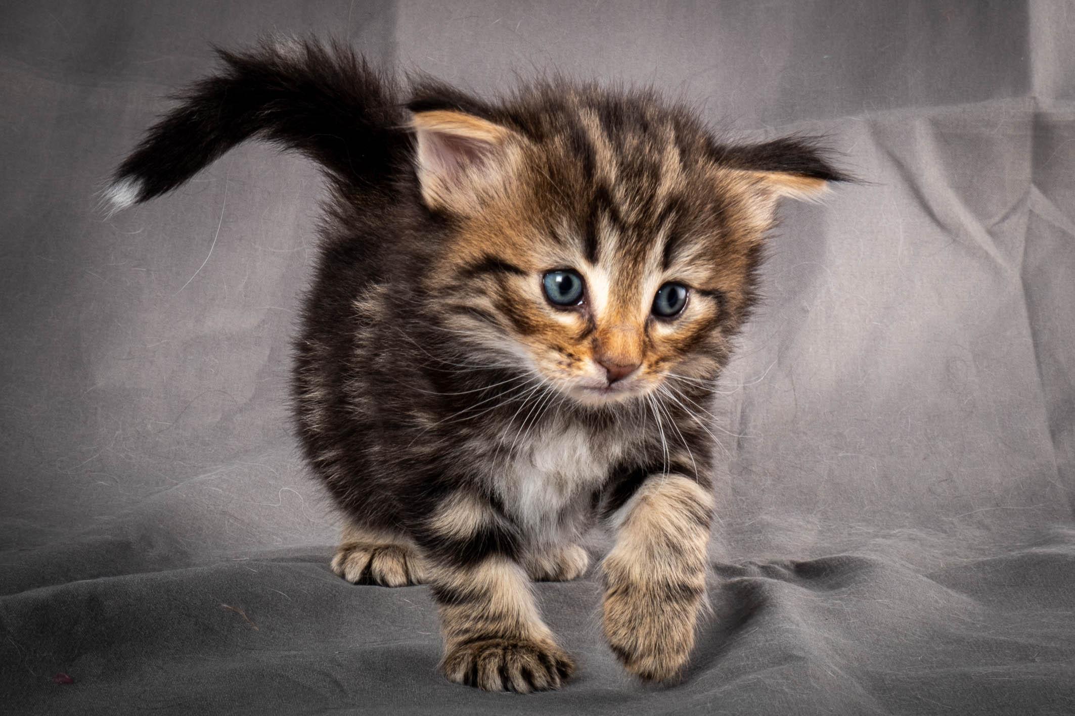 (N)Migoto's Anton, NFO n 22