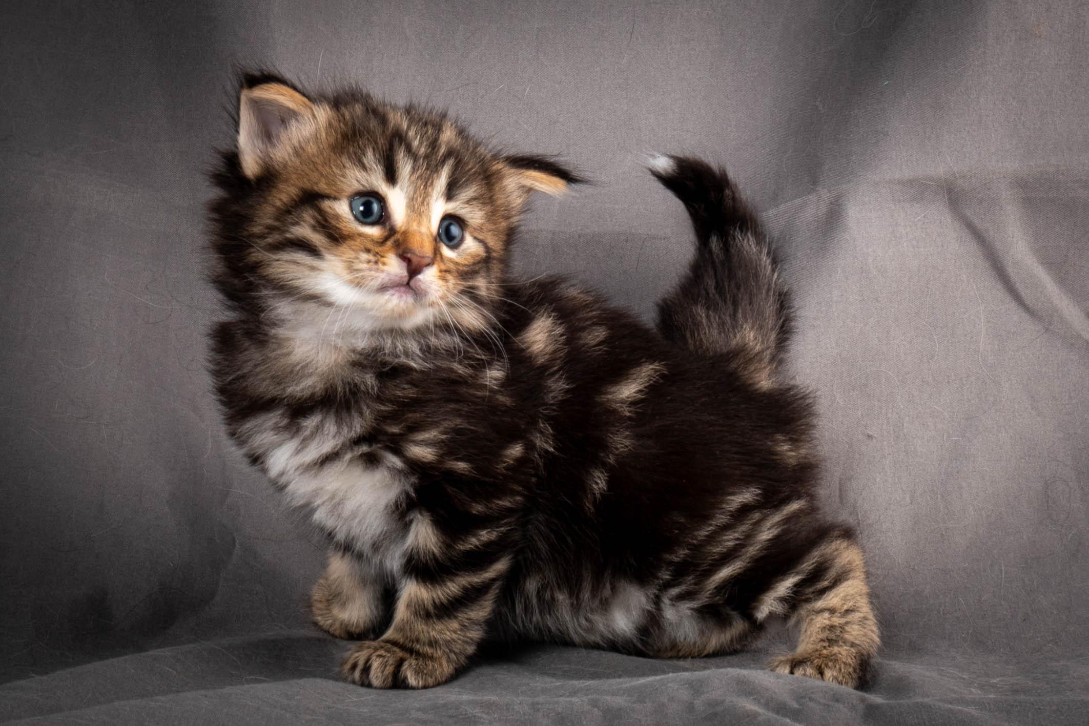 (N)Migoto's Anton, NFO n 22