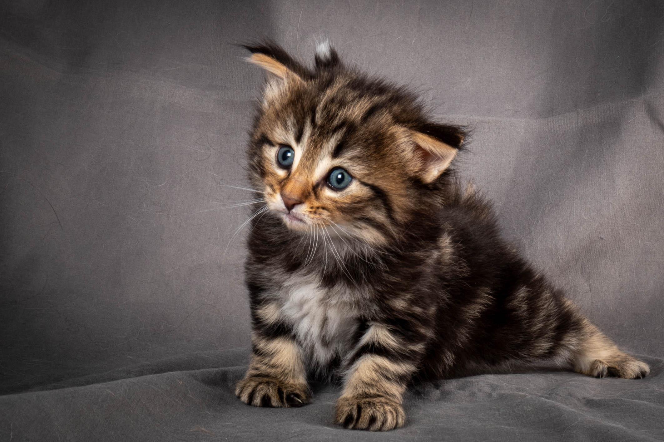 (N)Migoto's Anton, NFO n 22