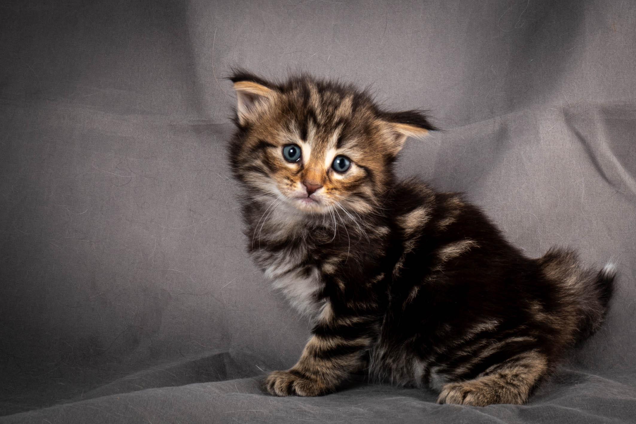 (N)Migoto's Anton, NFO n 22