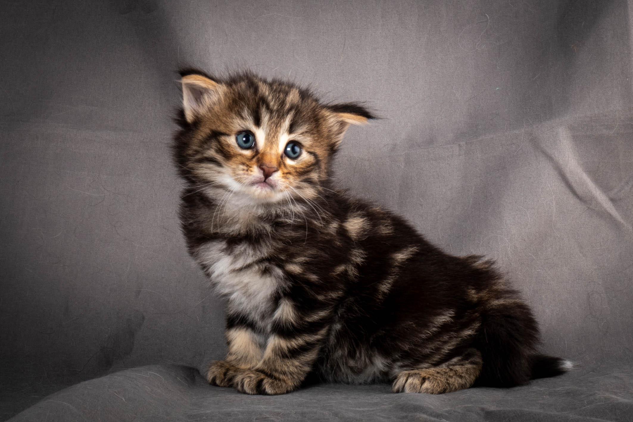 (N)Migoto's Anton, NFO n 22