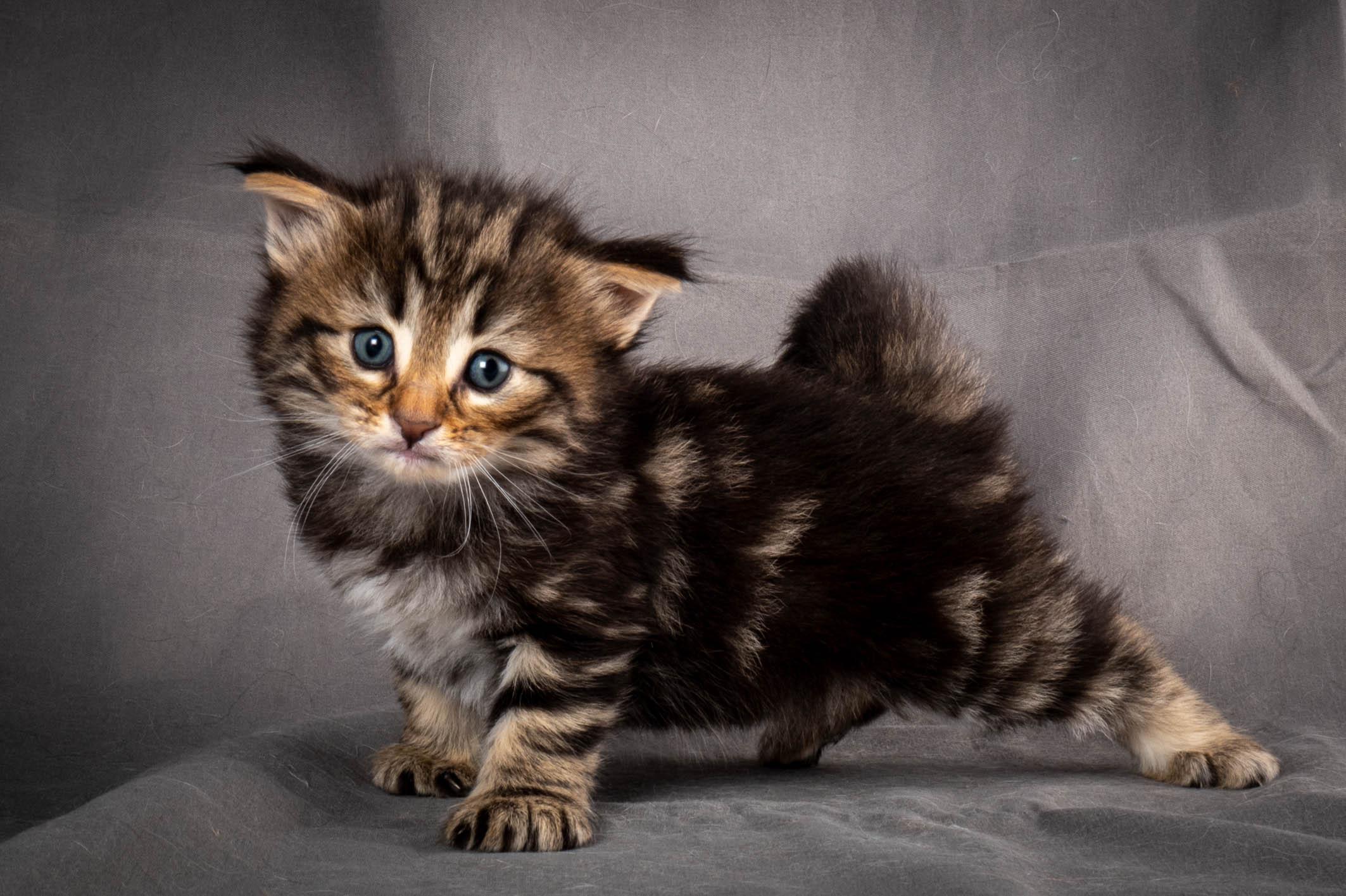 (N)Migoto's Anton, NFO n 22