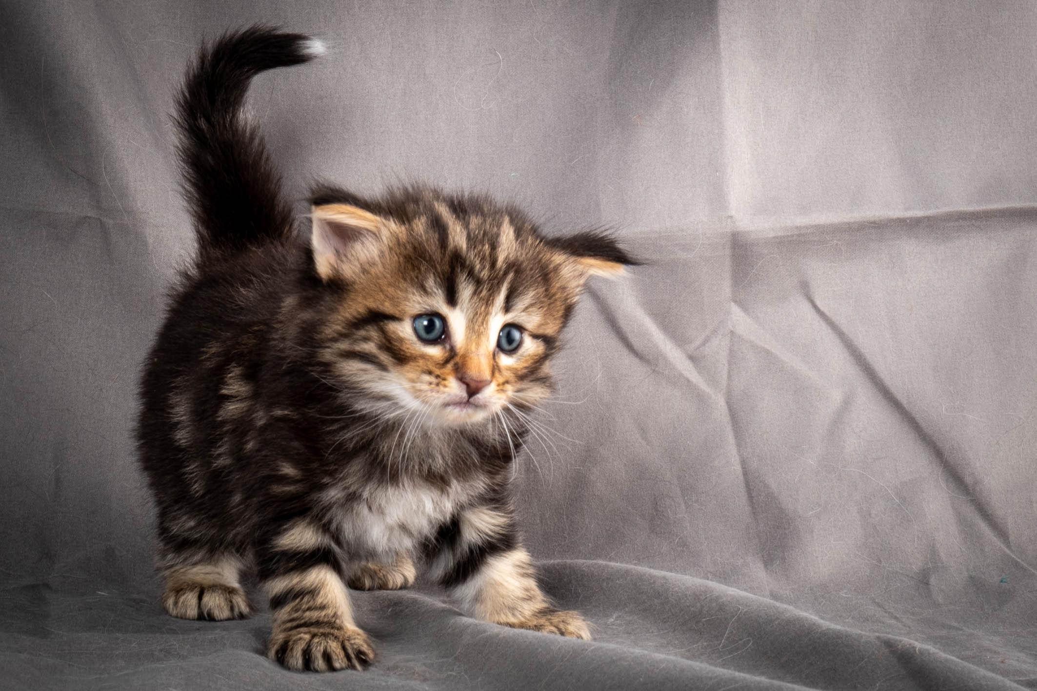 (N)Migoto's Anton, NFO n 22