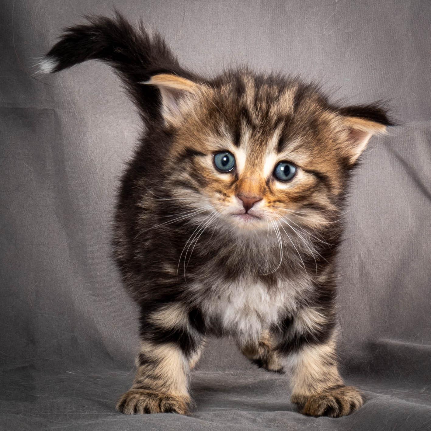 (N)Migoto's Anton, NFO n 22