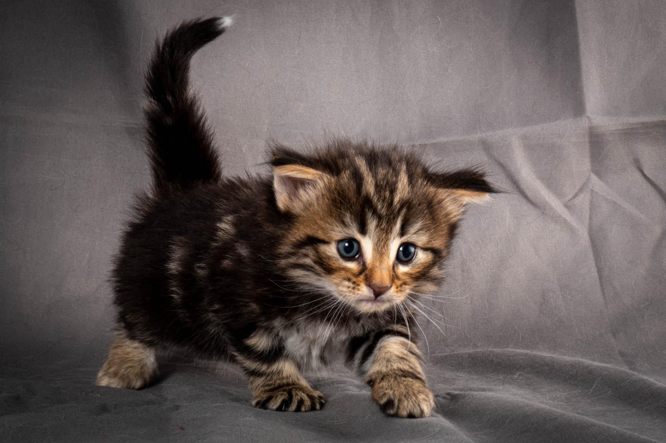 (N)Migoto's Anton, NFO n 22