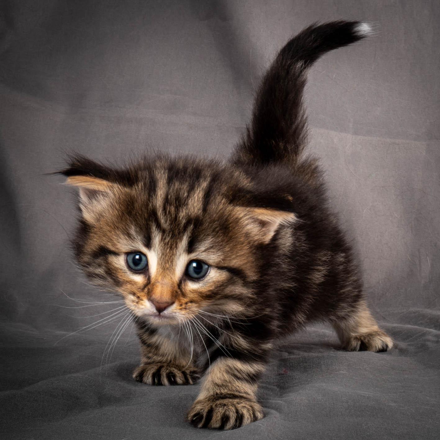 (N)Migoto's Anton, NFO n 22