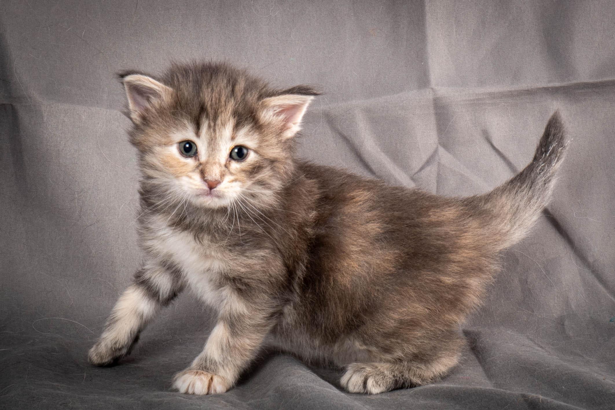 (N)Migoto's Anne, NFO n 22