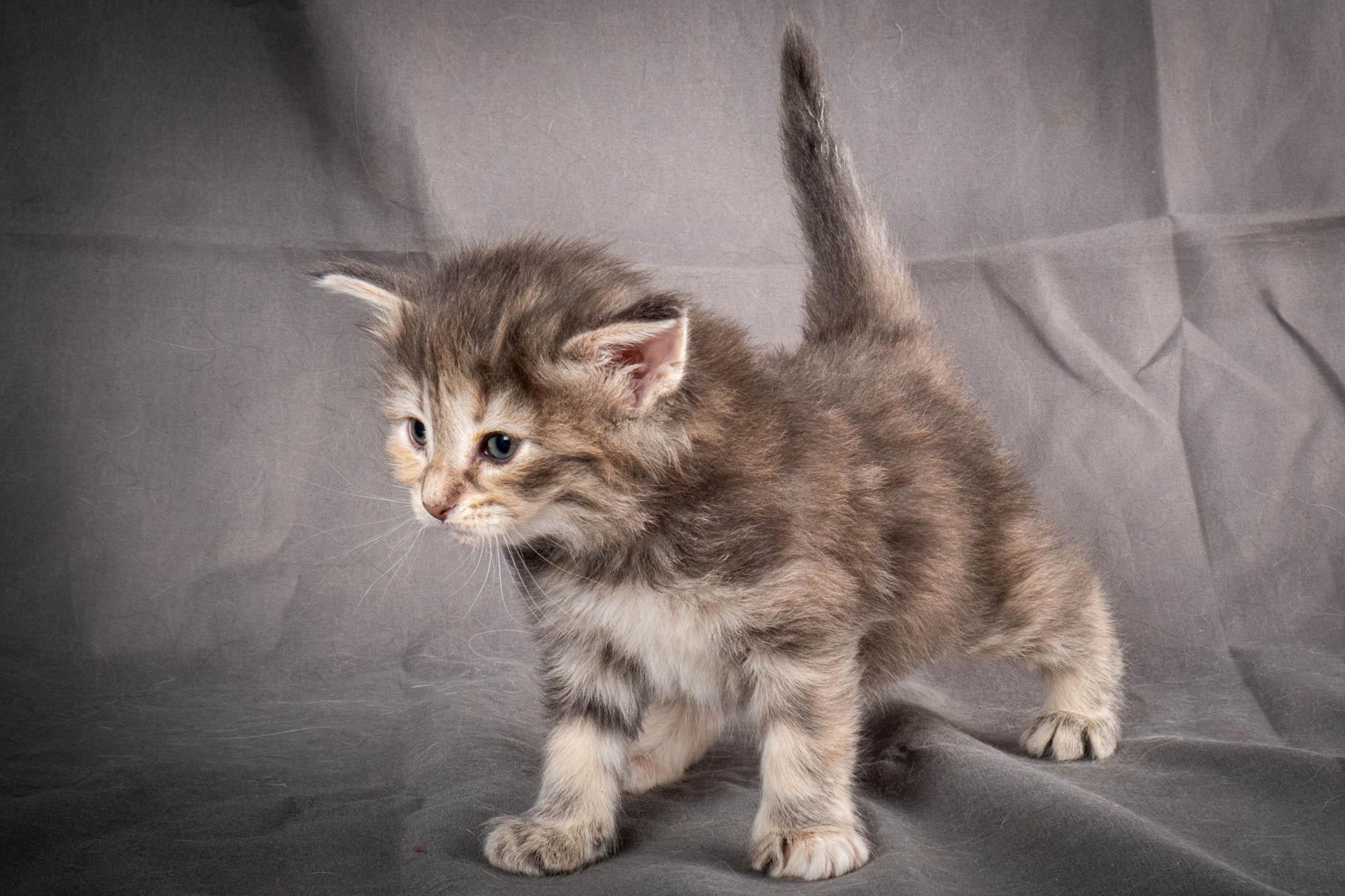 (N)Migoto's Anne, NFO n 22