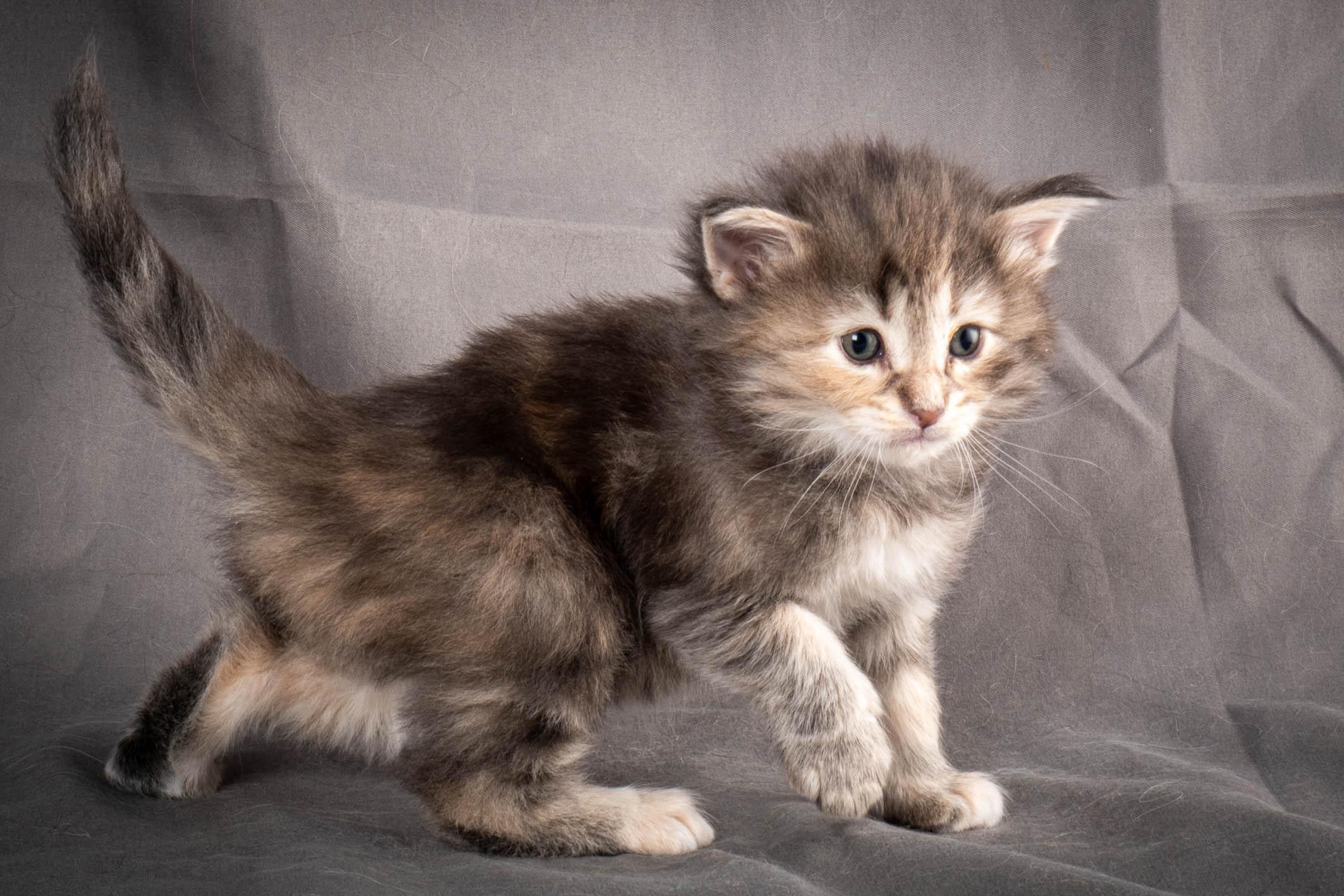 (N)Migoto's Anne, NFO n 22