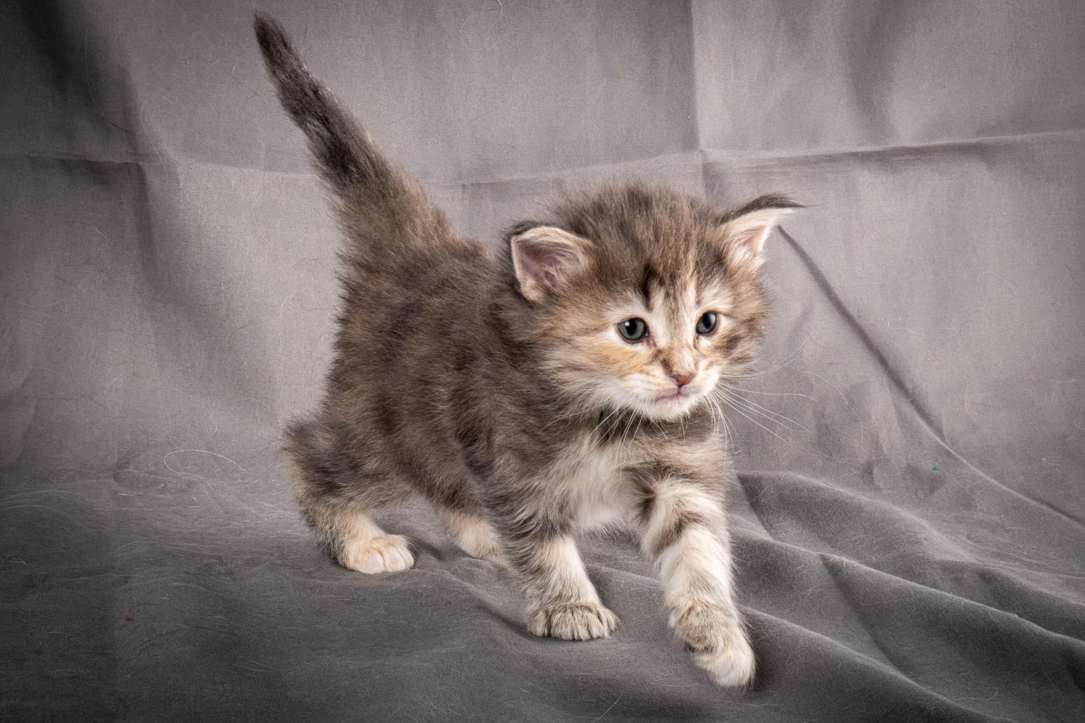 (N)Migoto's Anne, NFO n 22