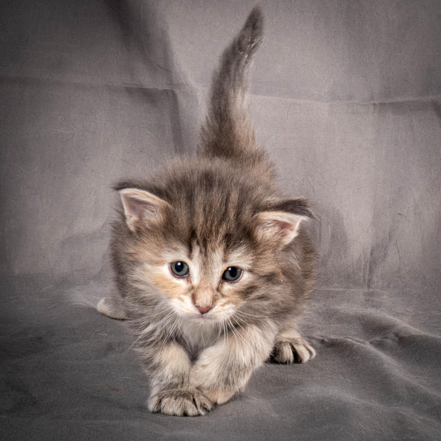 (N)Migoto's Anne, NFO n 22