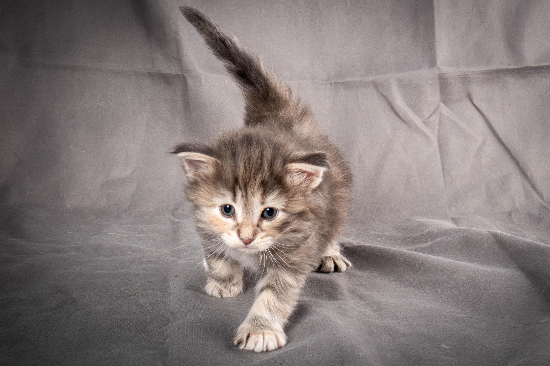 (N)Migoto's Anne, NFO n 22