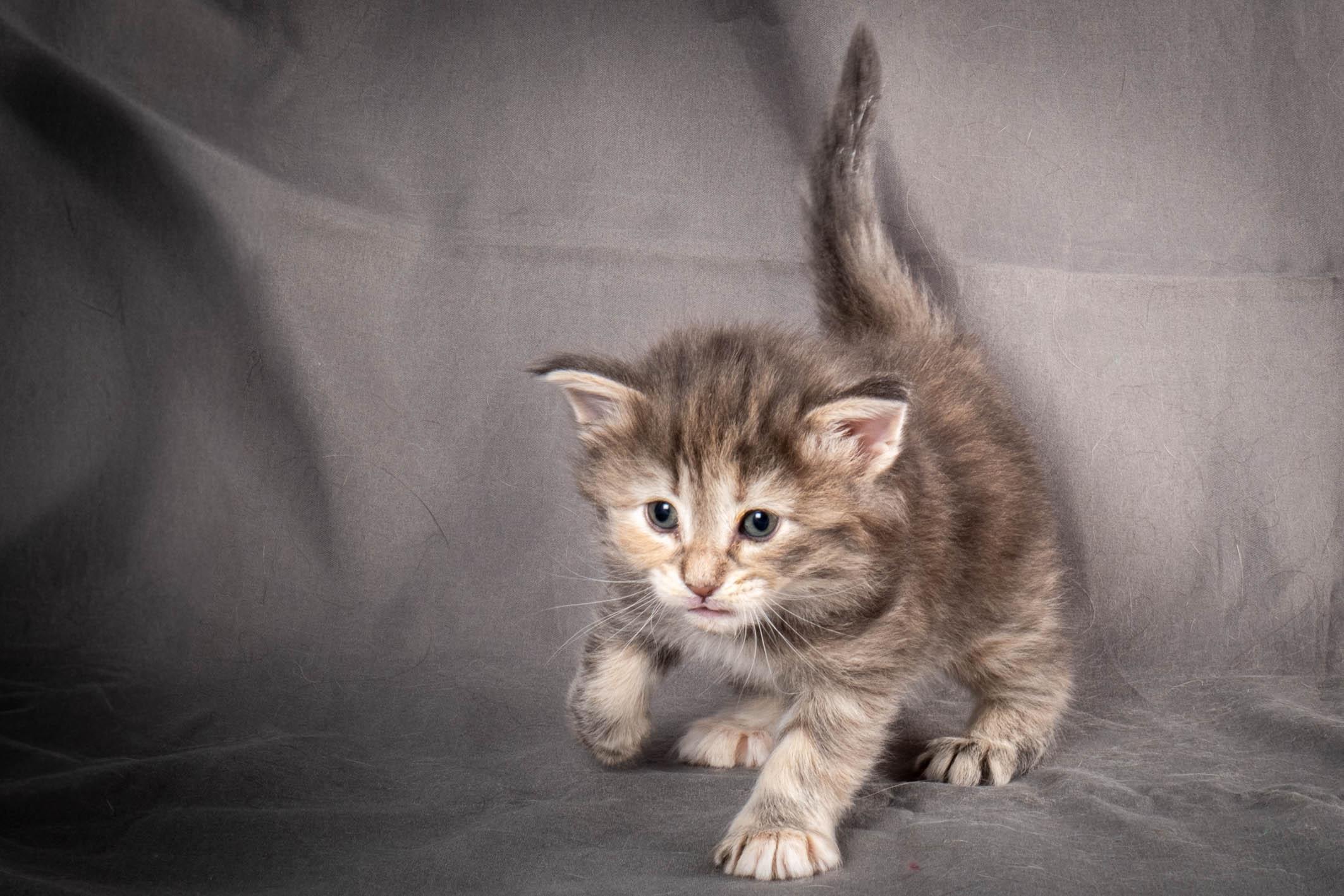 (N)Migoto's Anne, NFO n 22