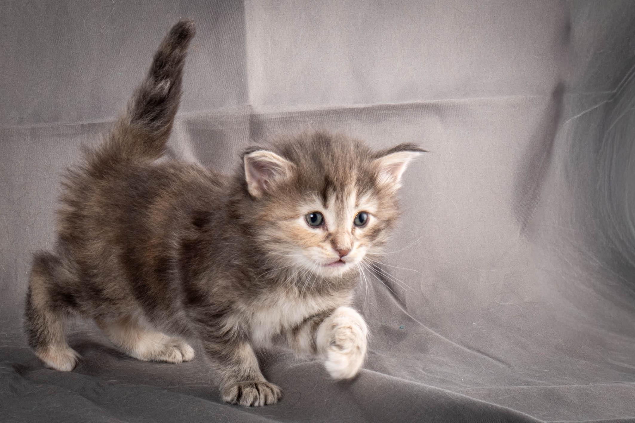 (N)Migoto's Anne, NFO n 22