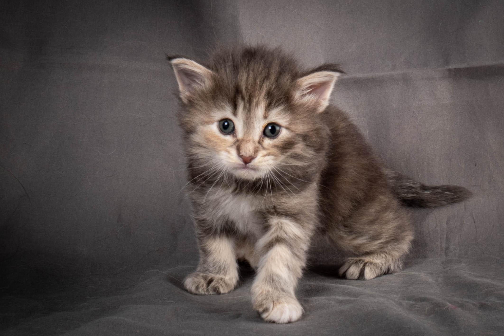 (N)Migoto's Anne, NFO n 22